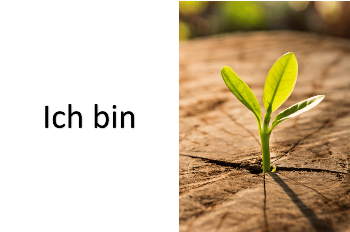 Baumstrunk mit Jungem Baum ICH BIN